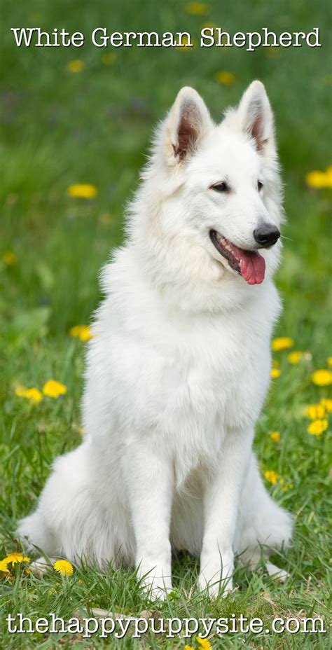 The Irresistible Charm of a Snow-White German Shepherd: A Perfect Addition to Enhance Your Family