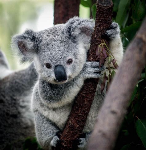 The Irresistible Cuteness of Infant Koalas