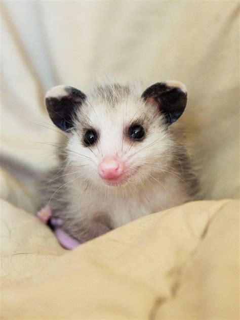 The Irresistible Cuteness of Infant Opossums