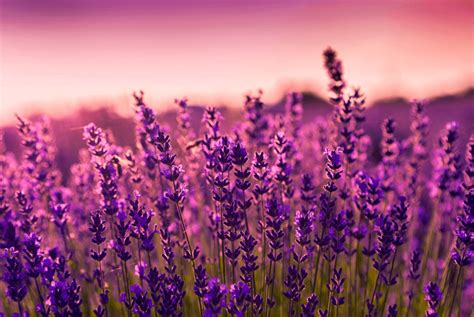 The Irresistible Fragrance of Lavender: Embarking on a Journey to Tranquility