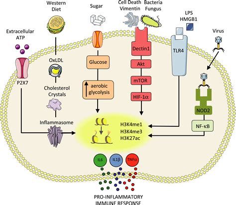 The Journey of Desiring a Fresh Organ: Unraveling the Pathway Towards Obtaining a Transplantation