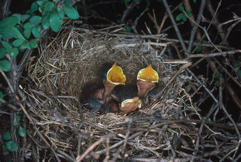 The Journey of Life: Deciphering the Significance of Nestling Dreams