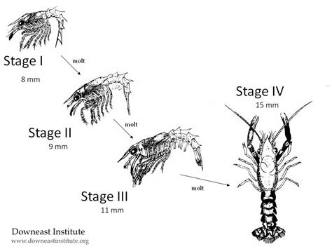 The Journey of Lobsters: From Larvae to Adulthood