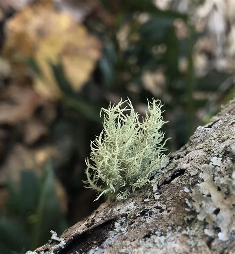 The Journey of Usnea Lichen: An In-Depth Exploration