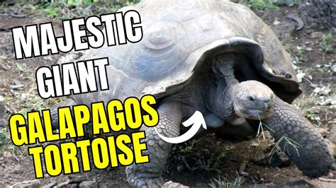 The Journey of the Majestic Giant Tortoise: From Birth to Maturity