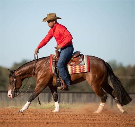 The Journey to Equestrian Elegance: Unveiling the Artistry Through Training