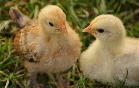 The Joy of Cuddling Adorable Young Poultry