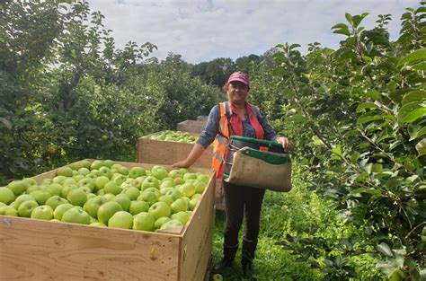 The Joy of Fruit Picking: Embrace Your Inner Farmer