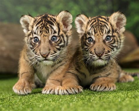 The Joyful Nature of Young Tiger Cubs: Boundless Fun and Merriment