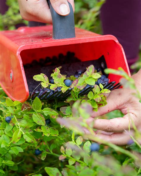 The Joys of Gathering Berries: A Blissful Connection with the Natural World