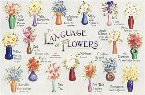 The Language of Flowers: Understanding Symbolism