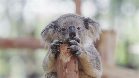 The Language of Koalas: Exploring How They Communicate