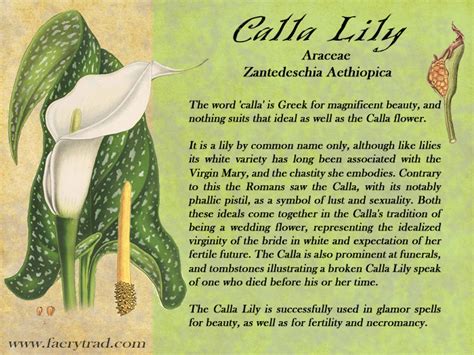 The Language of Love: Exploring the Symbolic Meaning of Calla Lilies