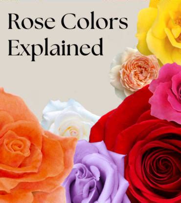 The Language of Roses: Decoding the Hidden Meanings