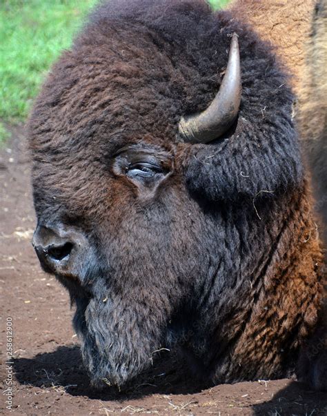 The Legacy and Importance of North American Buffalo Herds