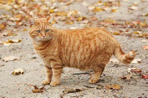 The Legacy of Ginger Kitty: What Comes Next?