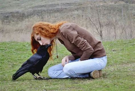 The Legal Considerations and Difficulties in Owning a Raven as a Companion