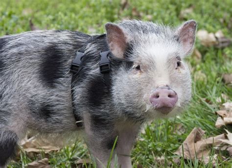 The Legal Considerations of Owning a Domestic Pot Belly Pig