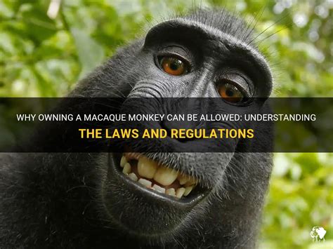 The Legalities of Owning a Primate Companion: Understanding the Regulations