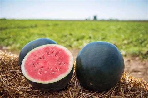 The Legend and Origins of the Enigmatic Black Watermelon