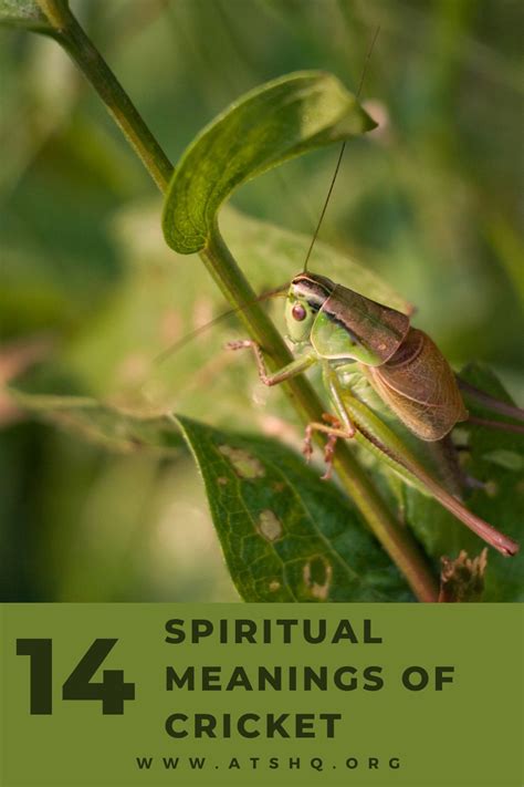 The Legend of the Cricket: Significance and Symbolism in Different Cultures