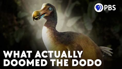 The Legend of the Dodo Bird: Fact or Fiction?