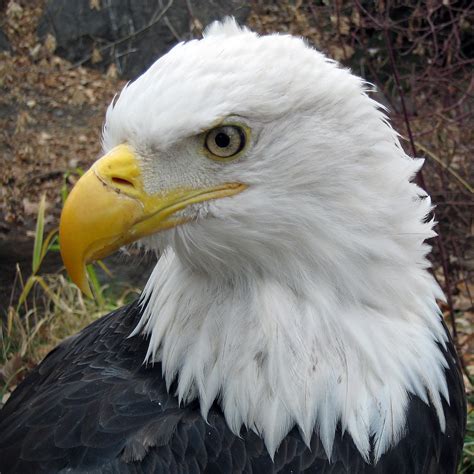 The Legend of the Regal Bald Eagle