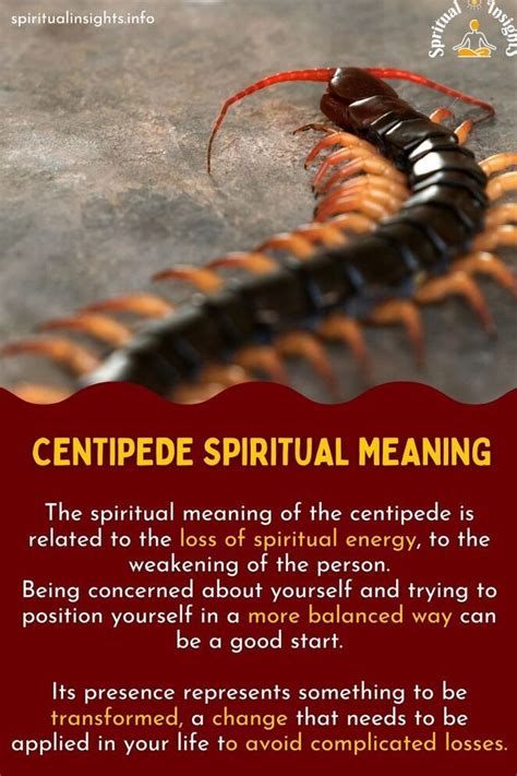 The Legendary Origins of the Centipede in Dream Symbolism