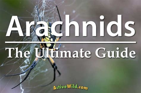 The Legendary Origins of the Dazzling Arachnid