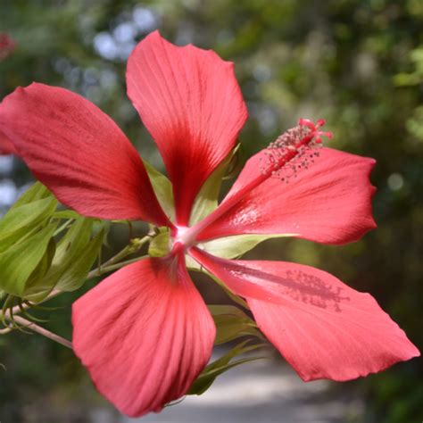 The Legends Surrounding the Scarlet Hibiscus