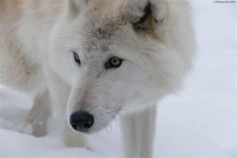 The Legends and Lore Surrounding Wolves