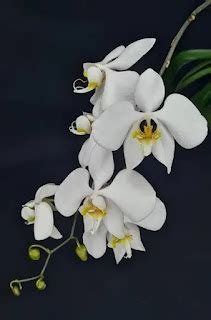 The Legends and Significance of the Enchanting Orchid