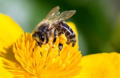 The Lethal Transformation: Killer Bees and Their Dangerous Behavior