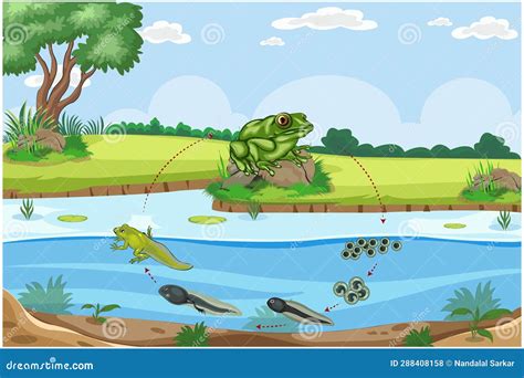 The Life Cycle of Tadpoles: Metamorphosis from Aquatic Larvae to Terrestrial Frogs