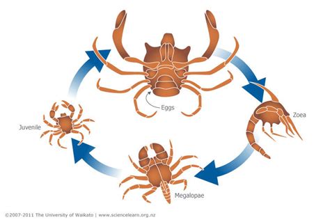 The Life Cycle of a Blue Crab: From Larva to Adult