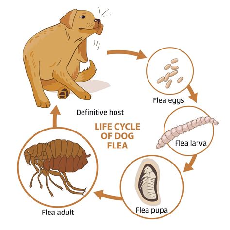 The Lifecycle of Canine Fleas: From Egg to Adult