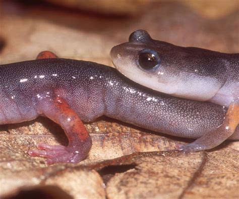 The Lifespan and Reproduction of Majestic Salamanders