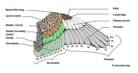 The Link Between Avian Plumage and Personal Metamorphosis