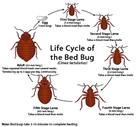 The Link Between Deceased Bed Insects in Reveries and Personal Metamorphosis