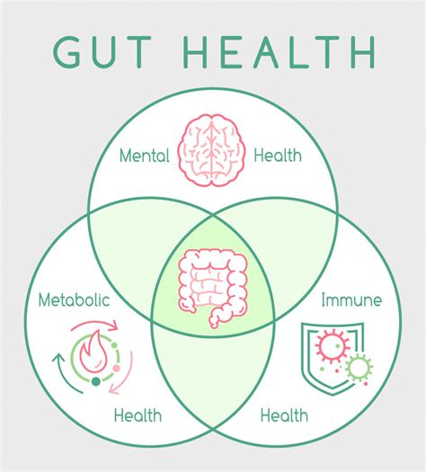 The Link Between Digestive Health and Overall Well-being