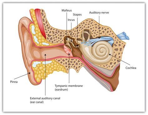 The Link Between Fractured Auditory Organs in Dreams and Challenges in Communication