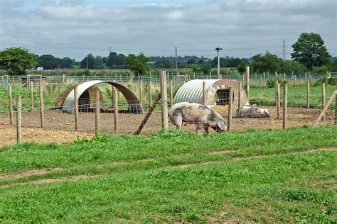 The Link Between Pig Enclosures and Emotions of Confinement in Dreamscapes