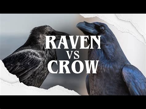 The Link Between Ravens and Death
