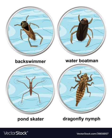 The Link Between Water Insects and Emotions