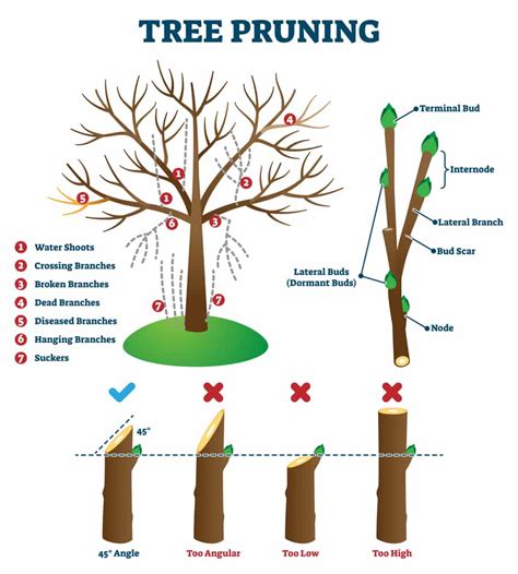 The Link between Imagining Trimming Shrubs and Individual Development