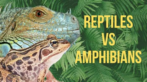 The Link between Reptiles, Apparel, and Individuality