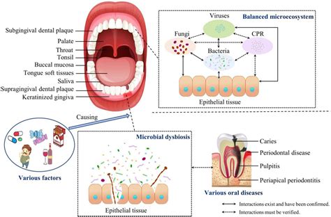 The Link between Saliva and Communication