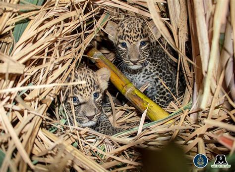 The Linkage between Offspring Ivory Panther Cubs and Personal Metamorphosis