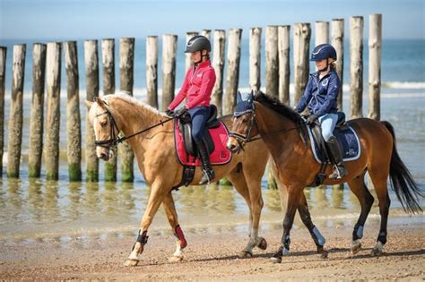 The Magic of Connection: Exploring the Delights of Horse Companionship