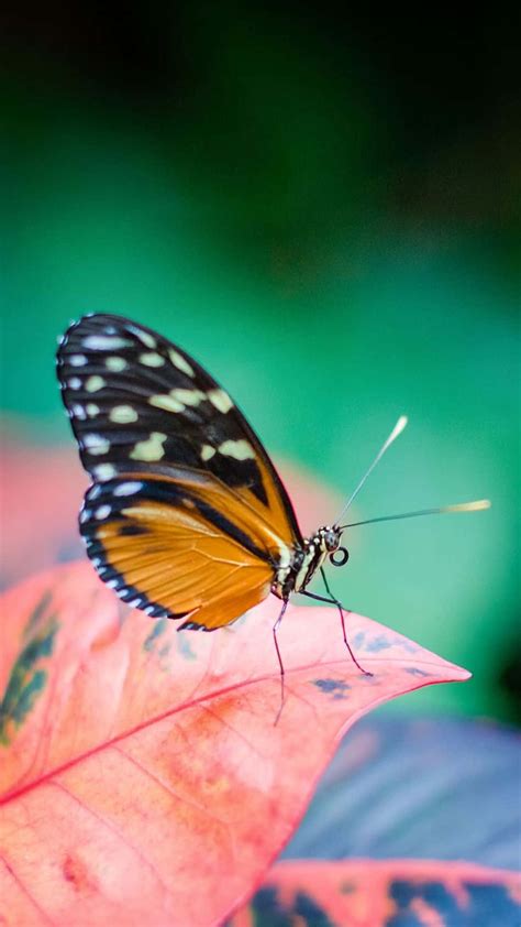 The Magic of Flight: Embracing the Splendor of a Butterfly's Soaring Elegance 